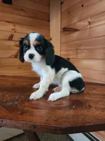 Brooke , a female Cavalier King Charles Spaniel for sale in Elverson, PA – 10 of 10