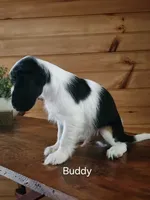 Buddy , a male Cavalier King Charles Spaniel for sale in Elverson, PA – 5 of 10