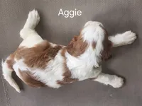 Aggie, a female Cavalier King Charles Spaniel for sale in Elverson, PA – 5 of 10