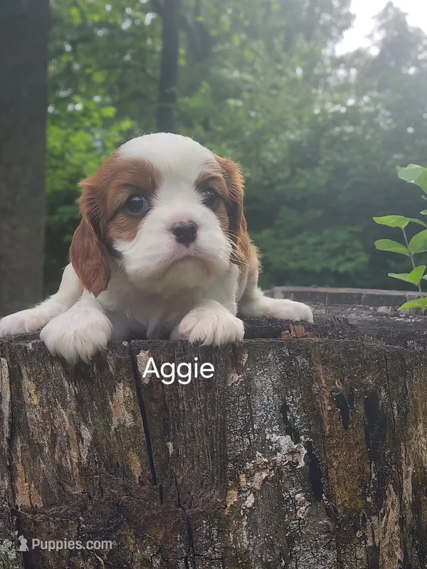 Aggie – Cavalier King Charles Spaniel puppy for sale in Elverson, PA