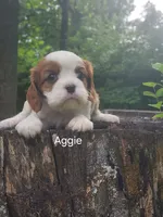 Aggie, a female Cavalier King Charles Spaniel for sale in Elverson, PA – 1 of 10