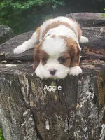 Aggie, a female Cavalier King Charles Spaniel for sale in Elverson, PA – 8 of 10