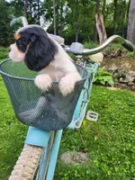 Buddy , a male Cavalier King Charles Spaniel for sale in Elverson, PA – 10 of 10