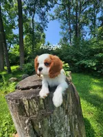 Auggie , a male Cavalier King Charles Spaniel for sale in Elverson, PA – 4 of 10