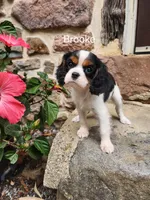 Brooke , a female Cavalier King Charles Spaniel for sale in Elverson, PA – 3 of 10