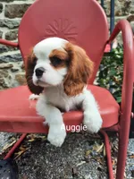 Auggie , a male Cavalier King Charles Spaniel for sale in Elverson, PA – 6 of 10