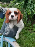 ABBY, a female Cavalier King Charles Spaniel for sale in Elverson, PA – 1 of 10