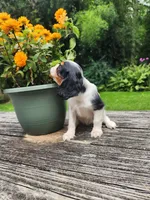 Button , a female Cavalier King Charles Spaniel for sale in Elverson, PA – 5 of 10