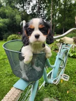 BRIE, a female Cavalier King Charles Spaniel for sale in Elverson, PA – 1 of 10