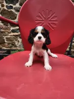 BRIE, a female Cavalier King Charles Spaniel for sale in Elverson, PA – 2 of 10