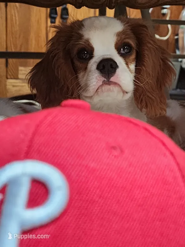 Auggie  – Cavalier King Charles Spaniel puppy for sale in Elverson, PA