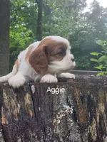 Aggie, a female Cavalier King Charles Spaniel for sale in Elverson, PA – 2 of 10