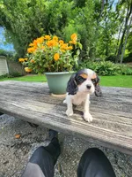 Babbet, a female Cavalier King Charles Spaniel for sale in Elverson, PA – 3 of 7