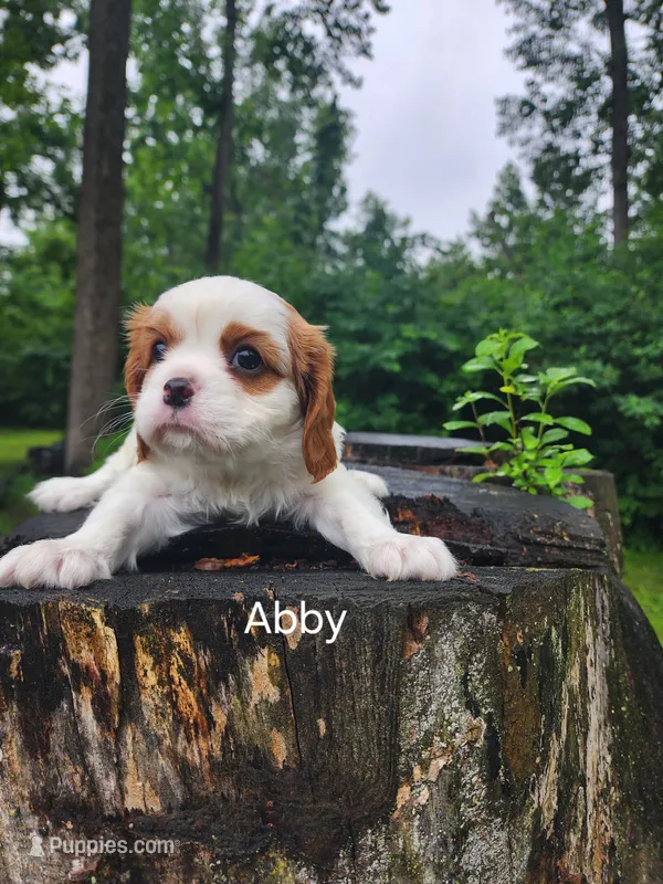 ABBY – Cavalier King Charles Spaniel puppy for sale in Elverson, PA