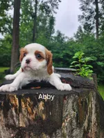 ABBY, a female Cavalier King Charles Spaniel for sale in Elverson, PA – 1 of 8
