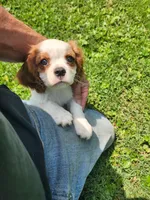 Auggie , a male Cavalier King Charles Spaniel for sale in Elverson, PA – 3 of 10