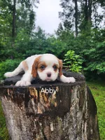 ABBY, a female Cavalier King Charles Spaniel for sale in Elverson, PA – 8 of 8