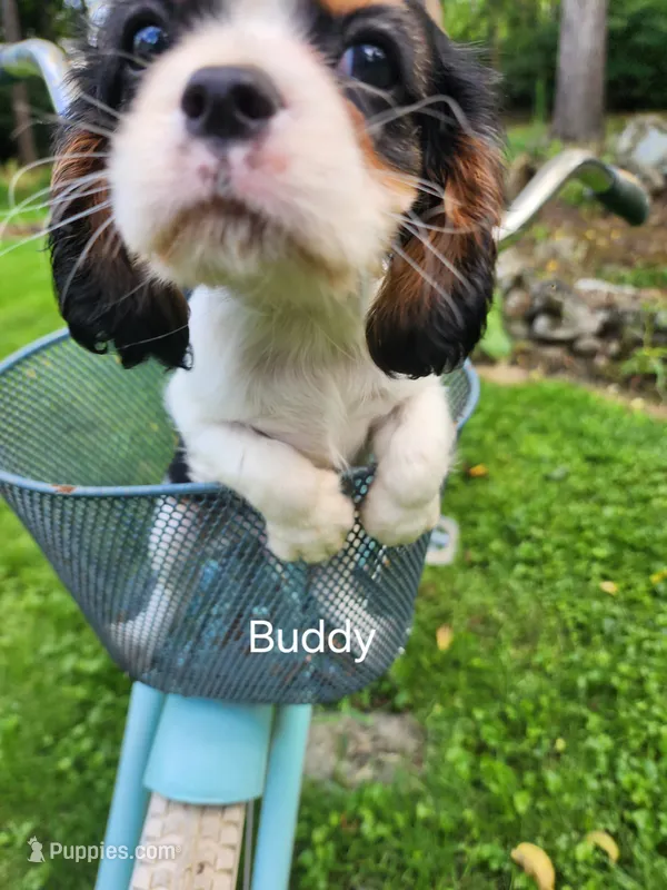 Buddy  – Cavalier King Charles Spaniel puppy for sale in Elverson, PA