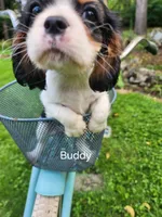 Buddy , a male Cavalier King Charles Spaniel for sale in Elverson, PA – 2 of 10