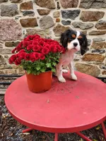 Buddy , a male Cavalier King Charles Spaniel for sale in Elverson, PA – 3 of 10
