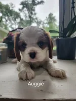 Auggie , a male Cavalier King Charles Spaniel for sale in Elverson, PA – 3 of 8