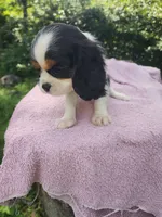 Babbet, a female Cavalier King Charles Spaniel for sale in Elverson, PA – 6 of 7