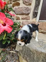 Button , a female Cavalier King Charles Spaniel for sale in Elverson, PA – 9 of 10