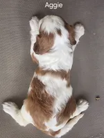 Aggie, a female Cavalier King Charles Spaniel for sale in Elverson, PA – 10 of 10