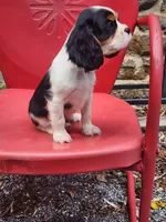 Buddy , a male Cavalier King Charles Spaniel for sale in Elverson, PA – 8 of 10