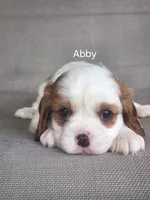 ABBY, a female Cavalier King Charles Spaniel for sale in Elverson, PA – 5 of 8