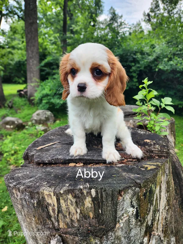ABBY – Cavalier King Charles Spaniel puppy for sale in Elverson, PA