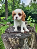 ABBY, a female Cavalier King Charles Spaniel for sale in Elverson, PA – 9 of 10