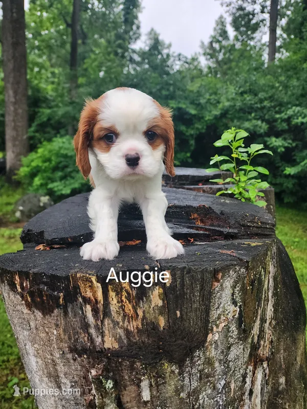 Auggie  – Cavalier King Charles Spaniel puppy for sale in Elverson, PA