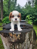 Auggie , a male Cavalier King Charles Spaniel for sale in Elverson, PA – 1 of 8