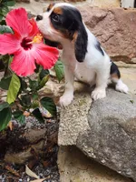 Buddy , a male Cavalier King Charles Spaniel for sale in Elverson, PA – 9 of 10