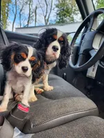 Buddy , a male Cavalier King Charles Spaniel for sale in Elverson, PA – 4 of 10