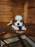 Auggie , a male Cavalier King Charles Spaniel for sale in Elverson, PA – 8 of 8