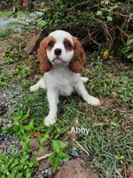 ABBY, a female Cavalier King Charles Spaniel for sale in Elverson, PA – 5 of 10