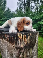 ABBY, a female Cavalier King Charles Spaniel for sale in Elverson, PA – 4 of 8