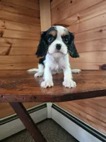 Babbet, a female Cavalier King Charles Spaniel for sale in Elverson, PA – 7 of 7