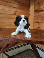 BRIE, a female Cavalier King Charles Spaniel for sale in Elverson, PA – 4 of 10