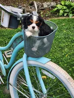 Button , a female Cavalier King Charles Spaniel for sale in Elverson, PA – 8 of 10