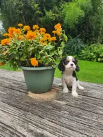 BRIE, a female Cavalier King Charles Spaniel for sale in Elverson, PA – 6 of 10