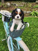 Brooke , a female Cavalier King Charles Spaniel for sale in Elverson, PA – 5 of 10