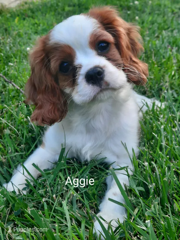 Aggie – Cavalier King Charles Spaniel puppy for sale in Elverson, PA