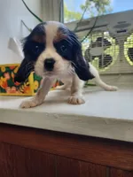 Babbet, a female Cavalier King Charles Spaniel for sale in Elverson, PA – 4 of 7