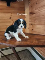 Brooke , a female Cavalier King Charles Spaniel for sale in Elverson, PA – 4 of 10