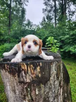 ABBY, a female Cavalier King Charles Spaniel for sale in Elverson, PA – 3 of 8