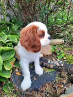 Auggie , a male Cavalier King Charles Spaniel for sale in Elverson, PA – 8 of 10