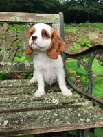 ABBY, a female Cavalier King Charles Spaniel for sale in Elverson, PA – 7 of 10
